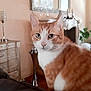 cat, orange_cat, white_cat, pet, animal, indoor, living_room, furniture, mirror, curious, closeup, face, ears, whiskers, soft_lighting, blurred, cozy, decor, couch, home