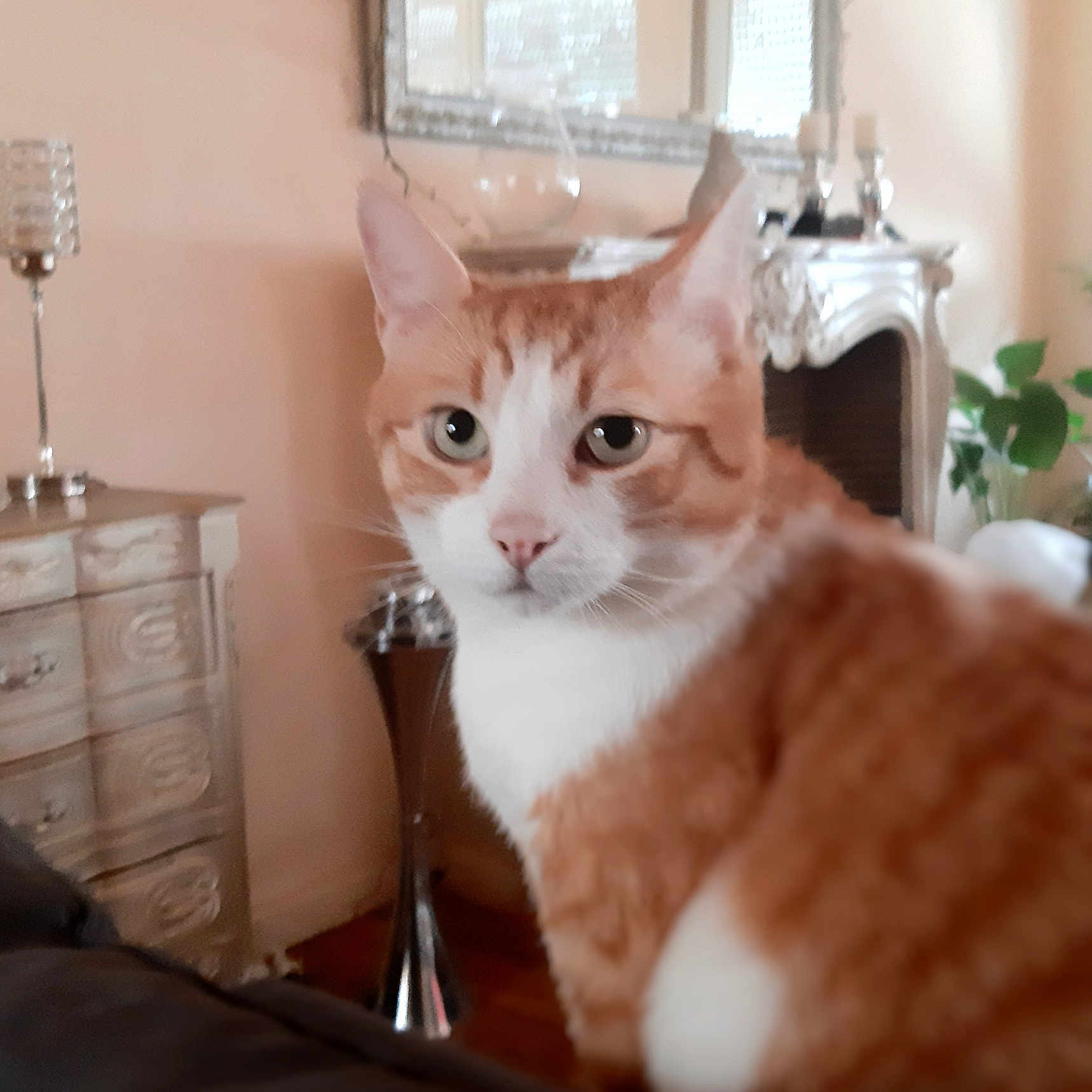 Milo participe au concours pour gagner de l'argent avec cette photo : animal, blurred, cat, closeup, couch, cozy, curious, decor, ears, face, furniture, home, indoor, living_room, mirror, orange_cat, pet, soft_lighting, whiskers, white_cat