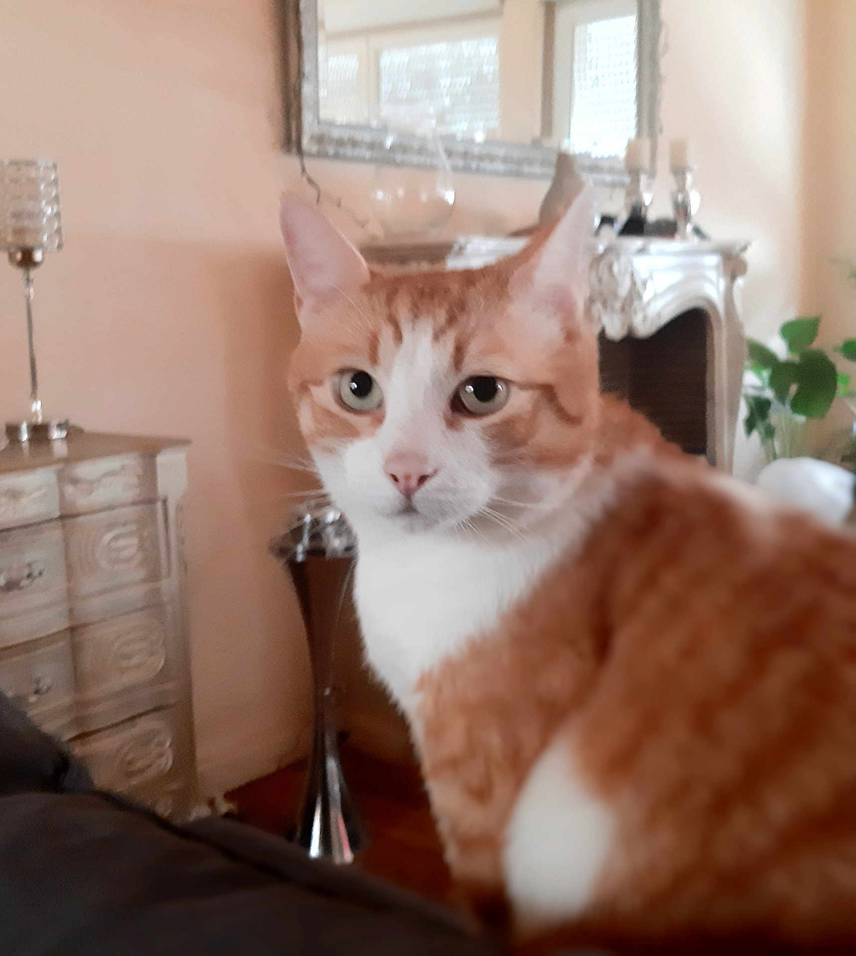 Milo participe au concours pour gagner de l'argent avec cette photo : cat, orange_cat, white_cat, pet, animal, indoor, living_room, furniture, mirror, curious, closeup, face, ears, whiskers, soft_lighting, blurred, cozy, decor, couch, home