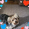 dog, small_dog, carpet, indoor, cute, fluffy, pet, animal, heart_graphics, colorful_hearts, brown_fur, black_fur, looking_up, floor, domestic_animal, adorable, companion, friendly, love, playful