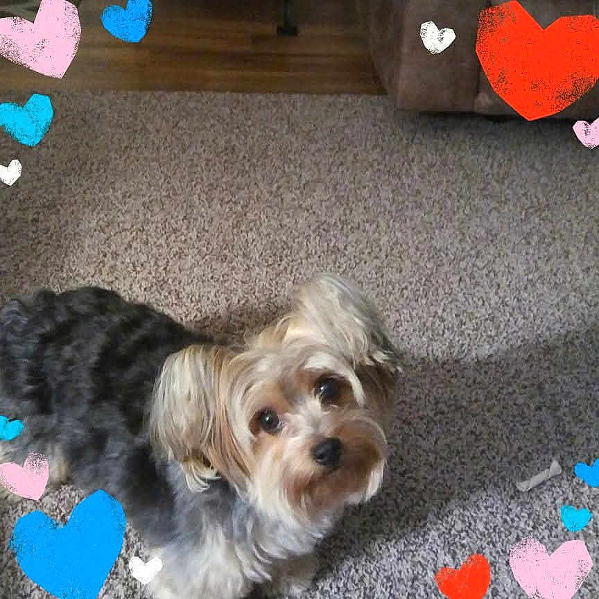 Maggie joined the competition — help win amazing prizes! dog, small_dog, carpet, indoor, cute, fluffy, pet, animal, heart_graphics, colorful_hearts, brown_fur, black_fur, looking_up, floor, domestic_animal, adorable, companion, friendly, love, playful
