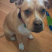Araya is registered to the contest to win money with this photo: dog, brown_dog, white_markings, pet, animal, indoor, wooden_floor, collar, looking_up, close_up, floor, toy, cardboard_box, ears, paws, canine, companion, domestic_animal, sitting, household