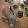 dog, brown_dog, white_markings, pet, animal, indoor, wooden_floor, collar, looking_up, close_up, floor, toy, cardboard_box, ears, paws, canine, companion, domestic_animal, sitting, household