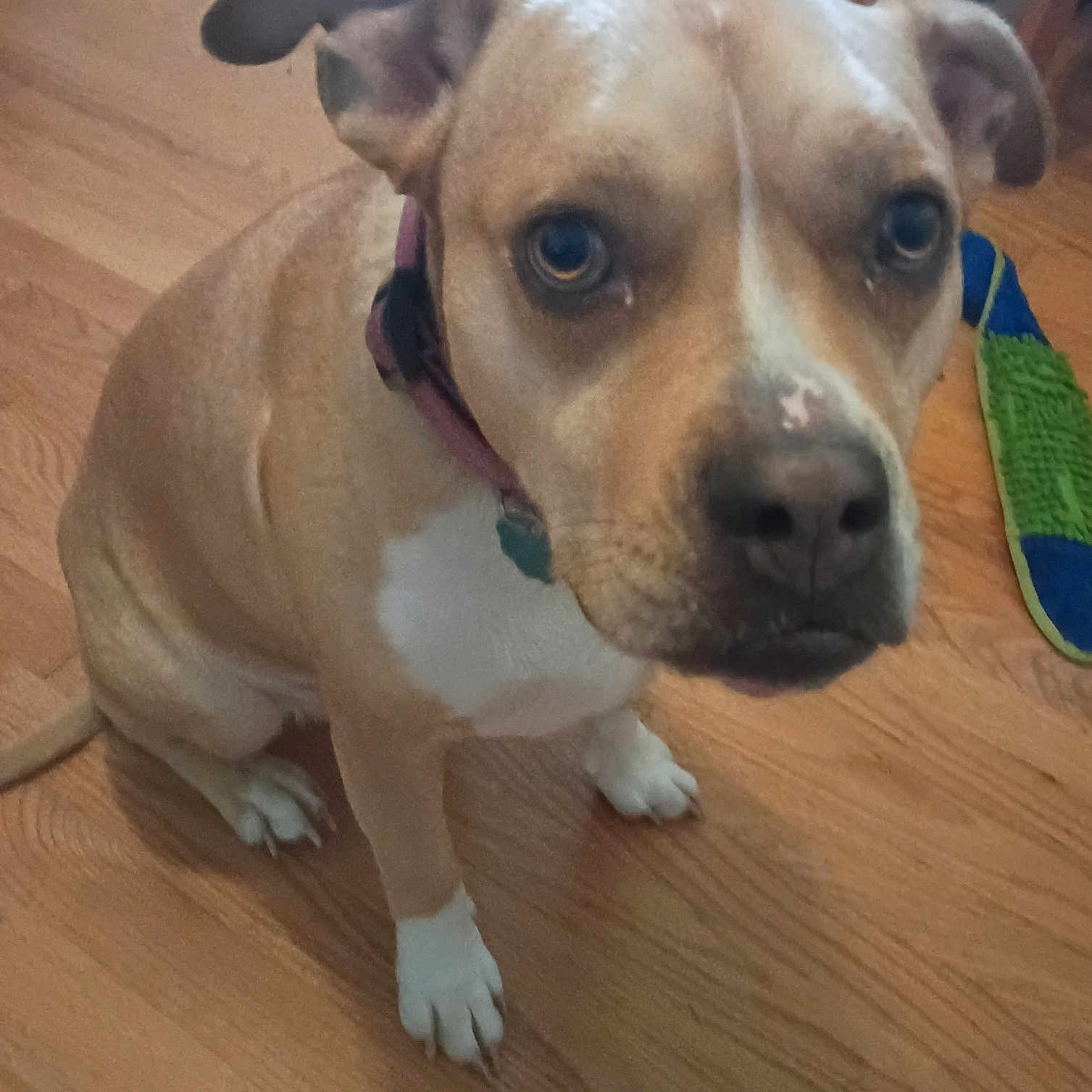 Araya is registered to the contest to win money with this photo: dog, brown_dog, white_markings, pet, animal, indoor, wooden_floor, collar, looking_up, close_up, floor, toy, cardboard_box, ears, paws, canine, companion, domestic_animal, sitting, household