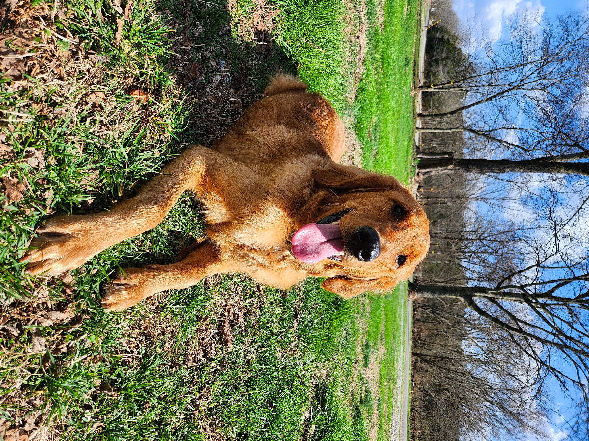 Carter is registered to the contest to win money with this photo: big_cats, carnivore, companion_dog, dog, dog_breed, fawn, grass, lion, liver, plant, sky, snout, sporting_group, tail, terrestrial_animal, tree, trunk, wildlife, wood, working_animal