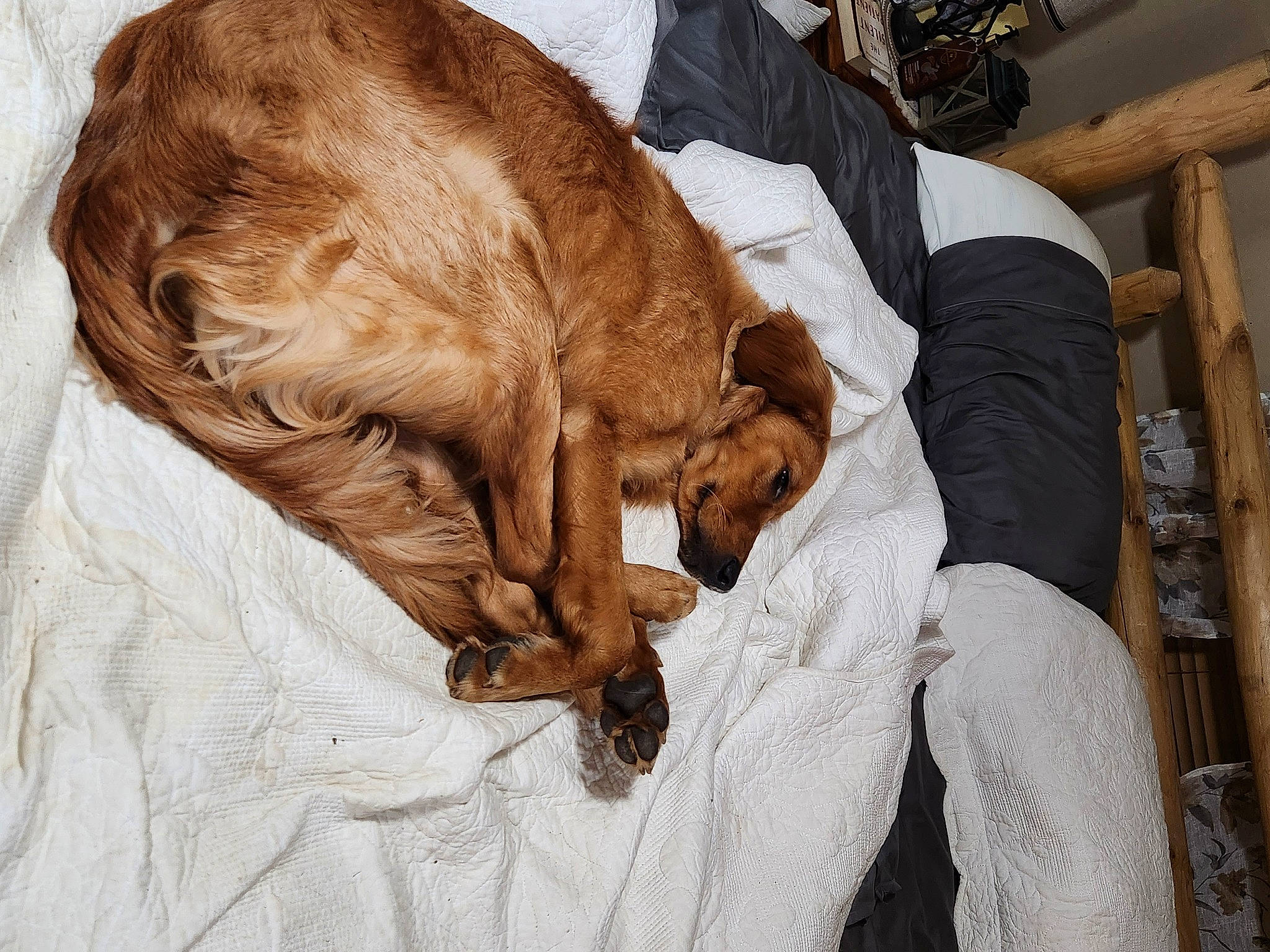 Carter is registered to the contest to win money with this photo: canidae, carnivore, comfort, companion_dog, dog, dog_breed, ear, fawn, felidae, fur, gesture, linens, liver, small_to_medium_sized_cats, snout, sporting_group, whiskers, wood, working_animal, wrinkle