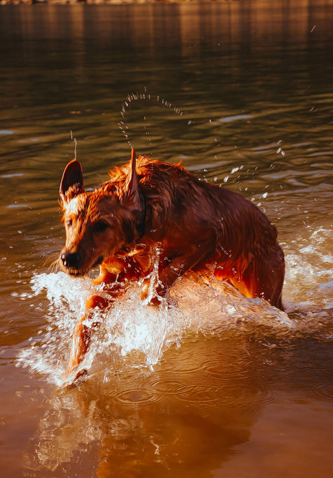 Carter joined the competition — help win amazing prizes! canidae, carnivore, fluid, lake, landscape, liquid, liver, natural_landscape, reflection, sporting_group, stream, sunlight, terrestrial_animal, water, water_bird, wave, wildlife, wind_wave, wood, working_animal