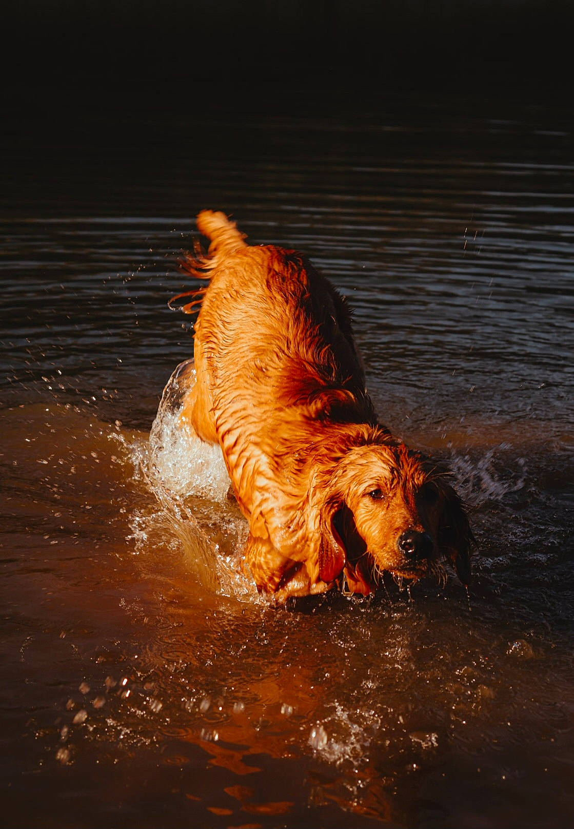 Carter is registered to the contest to win money with this photo: canidae, carnivore, companion_dog, dog, dog_breed, fluid, gun_dog, heat, lake, liquid, ocean, snout, sporting_group, tail, terrestrial_animal, water, wildlife, working_dog