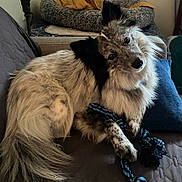 Walter joined the competition — help win amazing prizes! dog, pet, indoor, couch, rope_toy, fur, curious, head_tilt, cozy, bed, cushion, animal, companion, relaxed, furniture, domestic, friendly, playful, home, resting