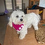 Taya a rejoint le concours — aidez-le/la à gagner de superbes lots ! dog, white_dog, bandana, pink_bandana, flower_pattern, wooden_table, living_room, window_blinds, couch, pillow, chair, glasses, woven_placemat, tile_floor, indoor, pet, fur, small_dog, home_decor, natural_light