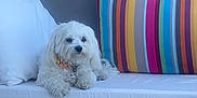 Taya participe au concours pour gagner de l'argent avec cette photo : dog, white_dog, sofa, cushion, striped_pillow, outdoor, patio, table, chairs, glassware, relaxing, pet, fur, home, comfort, decor, resting, daylight, furniture, domestic_animal