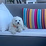 dog, white_dog, sofa, cushion, striped_pillow, outdoor, patio, table, chairs, glassware, relaxing, pet, fur, home, comfort, decor, resting, daylight, furniture, domestic_animal