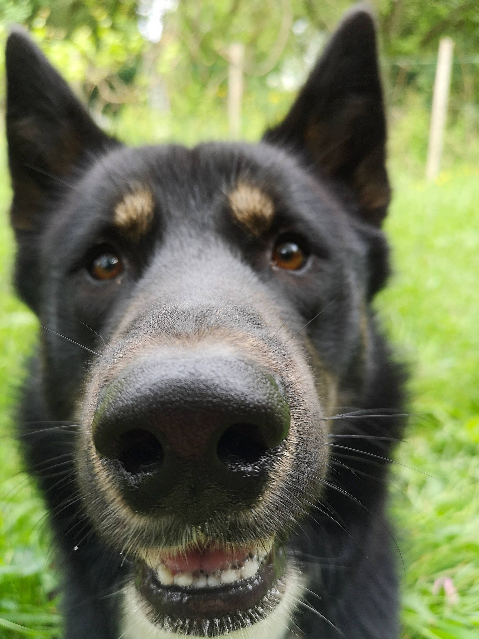 Meiko a rejoint le concours — aidez-le/la à gagner de superbes lots ! ancient_dog_breeds, australian_kelpie, black_norwegian_elkhound, canidae, carnivore, dog, dog_breed, east_siberian_laika, kunming_wolfdog, lapponian_herder, mammal, native_american_indian_dog, nose, rare_breed_dog, russo_european_laika, seppala_siberian_sleddog, siberian_husky, snout, vertebrate, whiskers