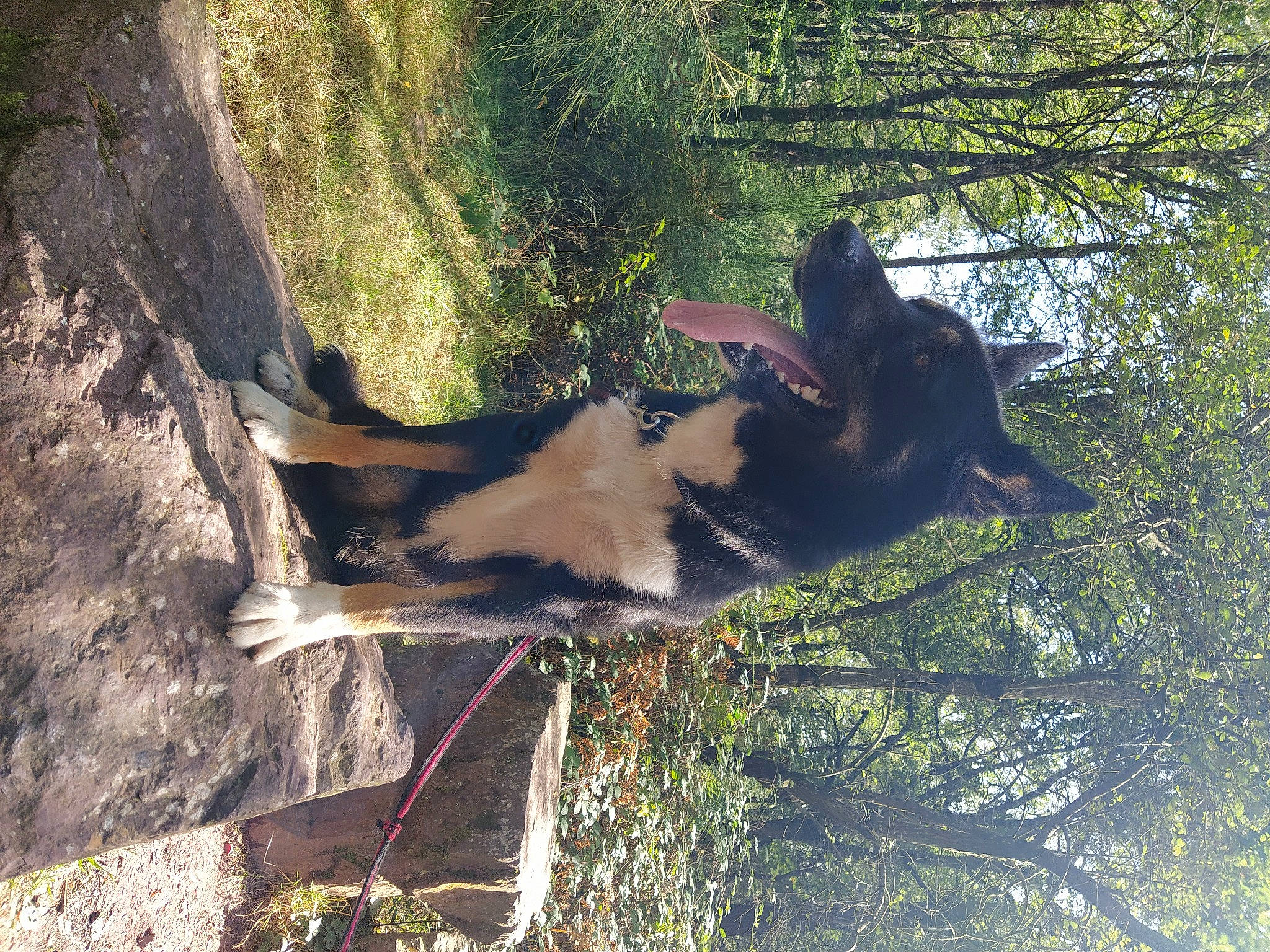 Meiko a rejoint le concours — aidez-le/la à gagner de superbes lots ! canidae, carnivore, dog, dog_breed, east_european_shepherd, fawn, german_shepherd_dog, herding_dog, king_shepherd, tree, working_dog