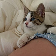 Miyou participe au concours pour gagner de l'argent avec cette photo : animal, bed, blanket, blue_eyes, cat, cozy, curious, cute, denim, ears, fur, human_leg, indoor, kitten, paw, pet, resting, shorts, whiskers, young