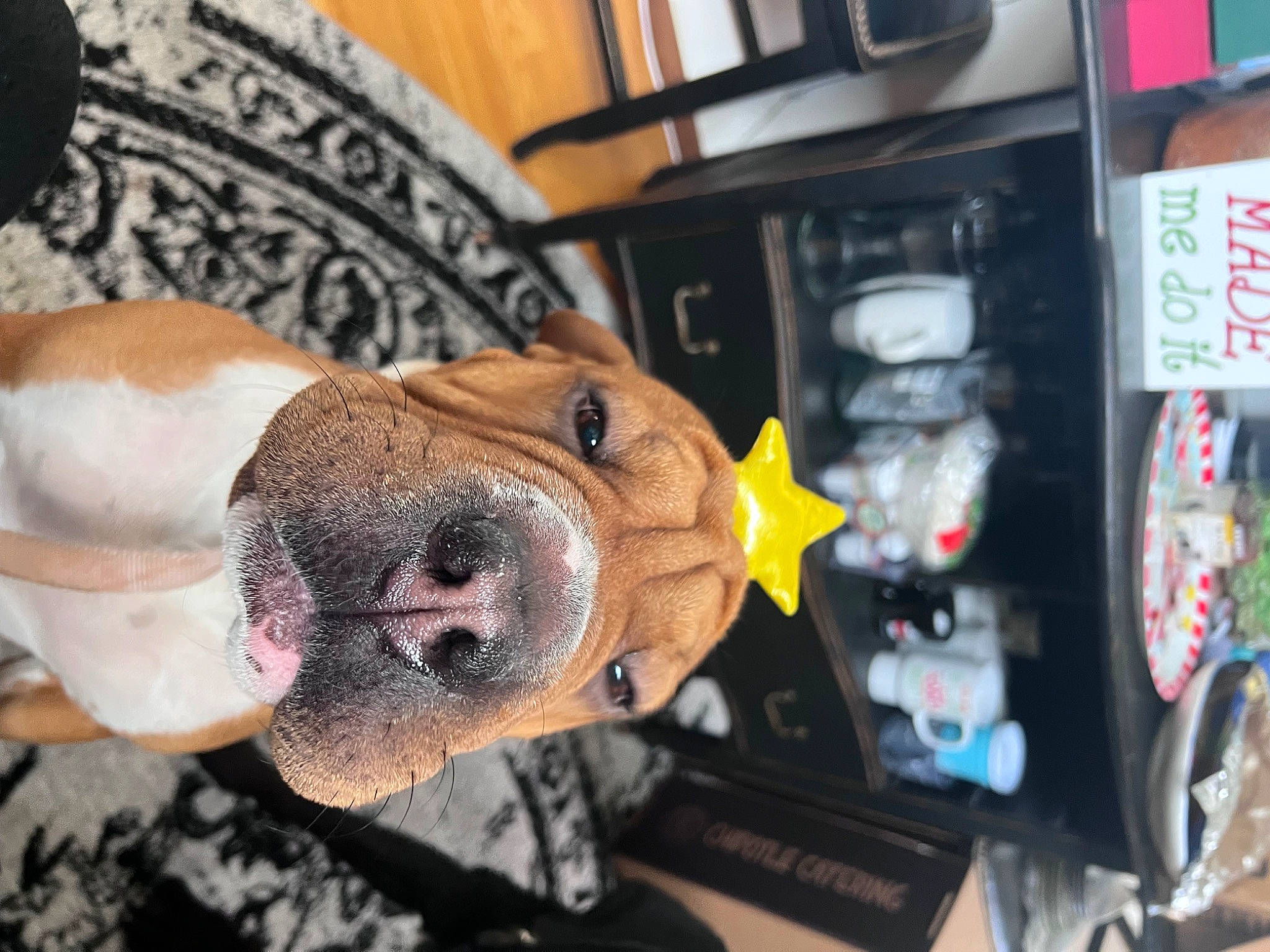 Peaches is registered to the contest to win money with this photo: canidae, carnivore, collar, companion_dog, dog, dog_breed, dog_supply, fawn, fur, kitchen_appliance, machine, non_sporting_group, puppy, refrigerator, shelf, shelving, snout, sporting_group, whiskers, working_animal