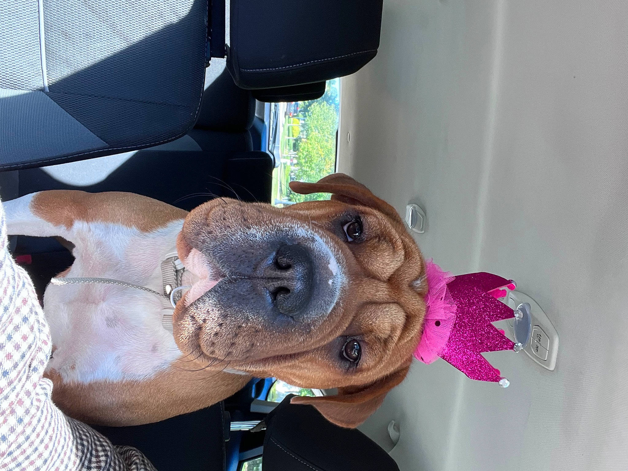 Peaches joined the competition — help win amazing prizes! canidae, carnivore, collar, companion_dog, dog, dog_breed, dog_collar, eyewear, fashion_accessory, fawn, fur, guard_dog, leash, liver, personal_protective_equipment, selfie, vehicle_door, whiskers, working_animal, wrinkle