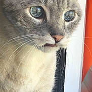 Simon is registered to the contest to win money with this photo: cat, close_up, blue_eyes, whiskers, gray_fur, cream_fur, window, window_frame, curious, pet, animal, feline, indoor, portrait, soft_fur, whiskers_visible, looking_out, detailed, natural_light, domestic_cat