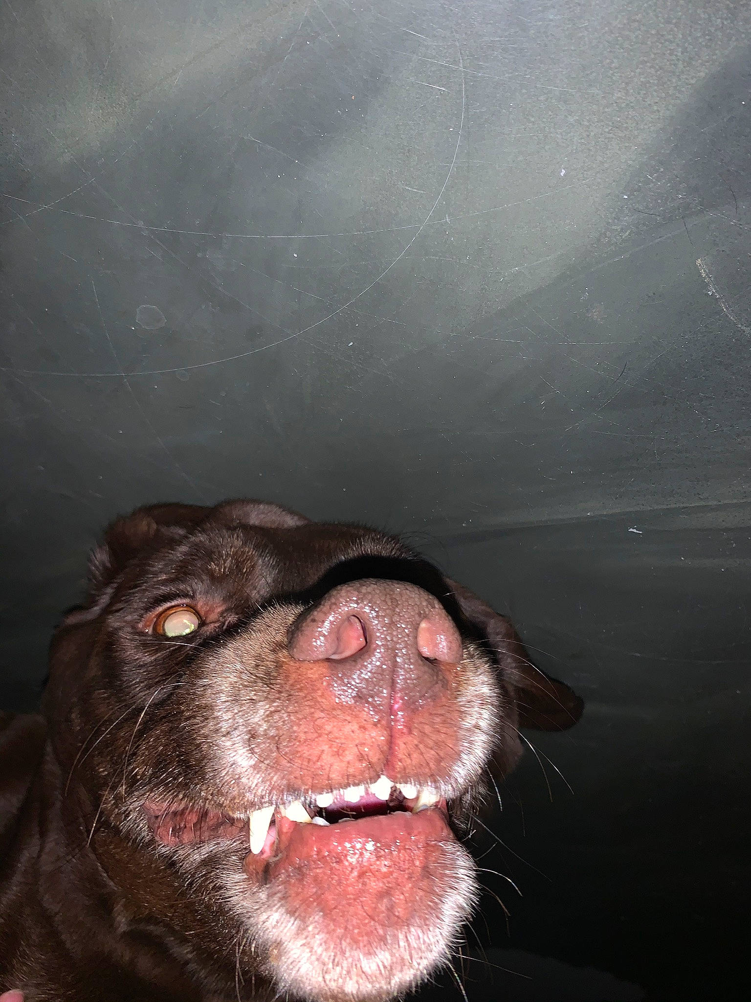 Loula participe au concours pour gagner de l'argent avec cette photo : boykin_spaniel, canidae, carnivore, dog, dog_breed, labrador_retriever, mouth, nose, retriever, snout, sporting_group