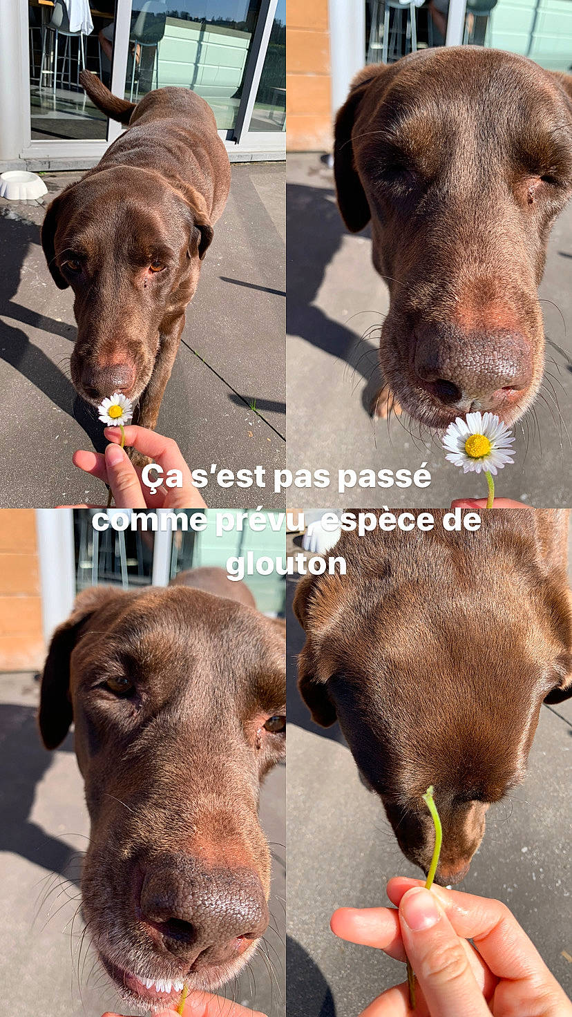 Loula a rejoint le concours — aidez-le/la à gagner de superbes lots ! blue_lacy, canidae, carnivore, dog, dog_breed, dog_collar, ear, hunting_dog, liver, photography, pointing_breed, rare_breed_dog, snout, sporting_group, weimaraner