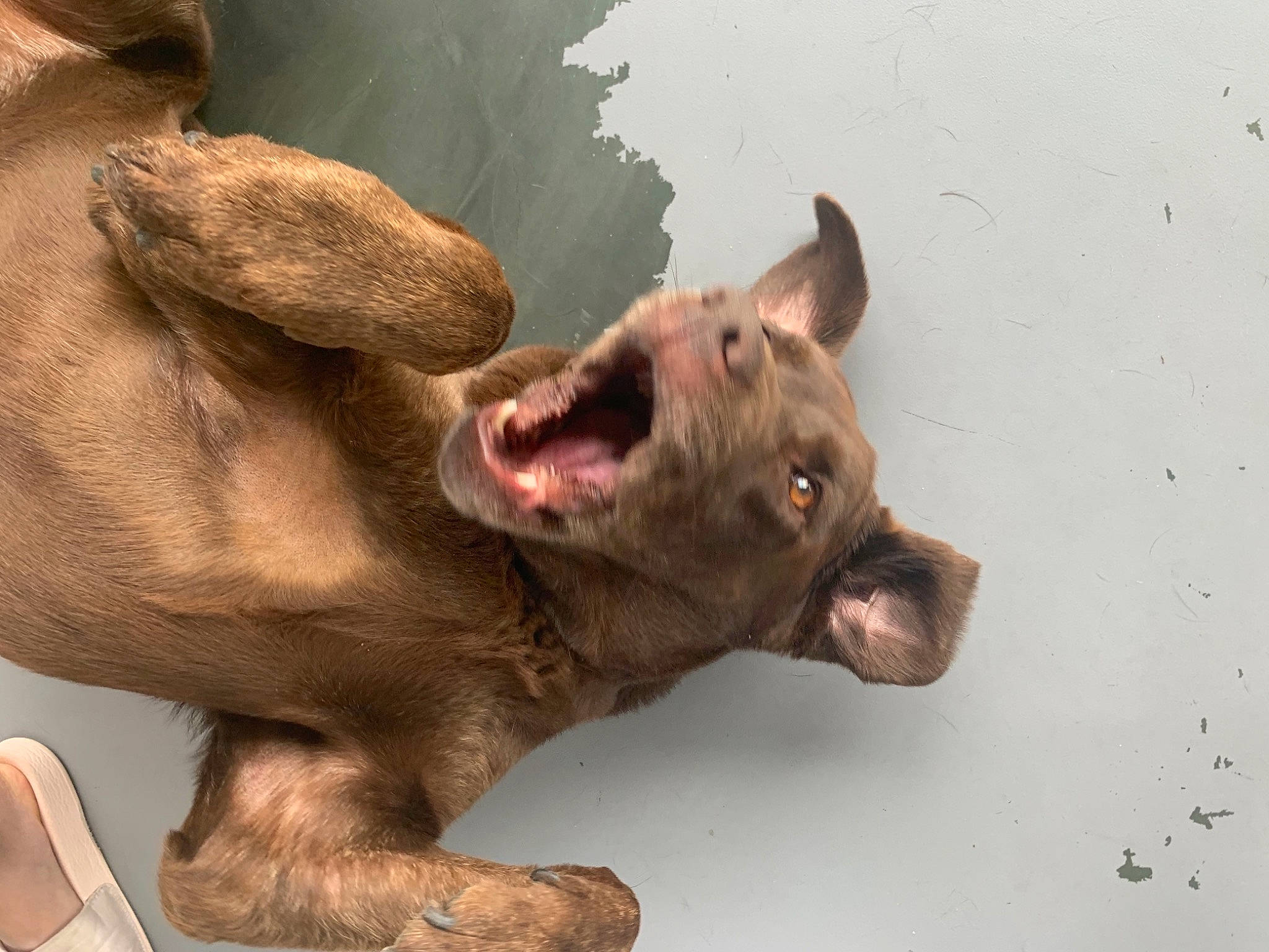 Loula a rejoint le concours — aidez-le/la à gagner de superbes lots ! canidae, carnivore, dog, dog_breed, ear, fawn, french_bulldog, jaw, mammal, mouth, non_sporting_group, pit_bull, snout, sporting_group, vertebrate