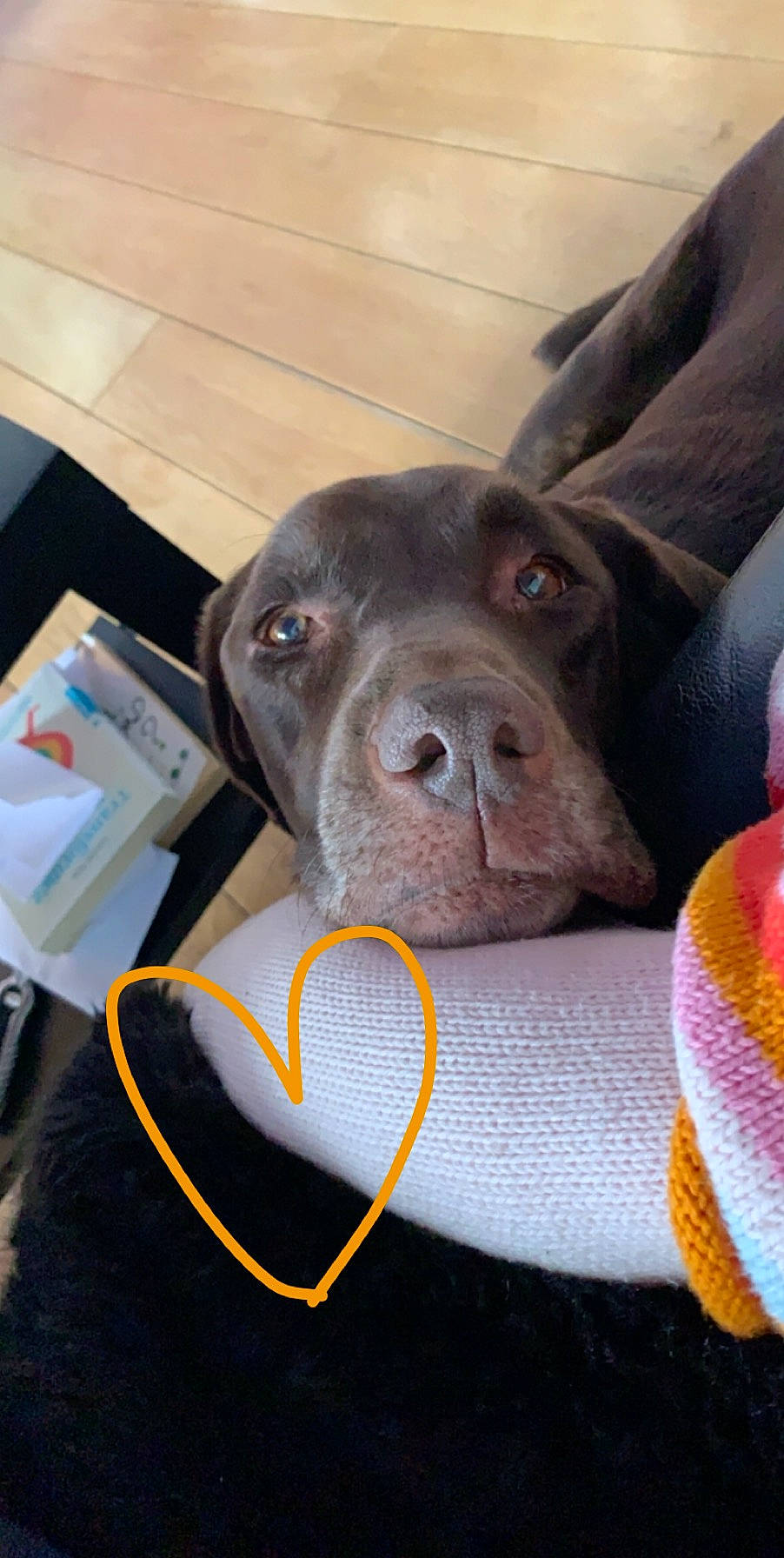 Loula a rejoint le concours — aidez-le/la à gagner de superbes lots ! american_pit_bull_terrier, bandog, beagador, cane_corso, canidae, carnivore, dog, dog_breed, ear, fawn, labrador_retriever, nose, pit_bull, puppy, snout, sporting_group