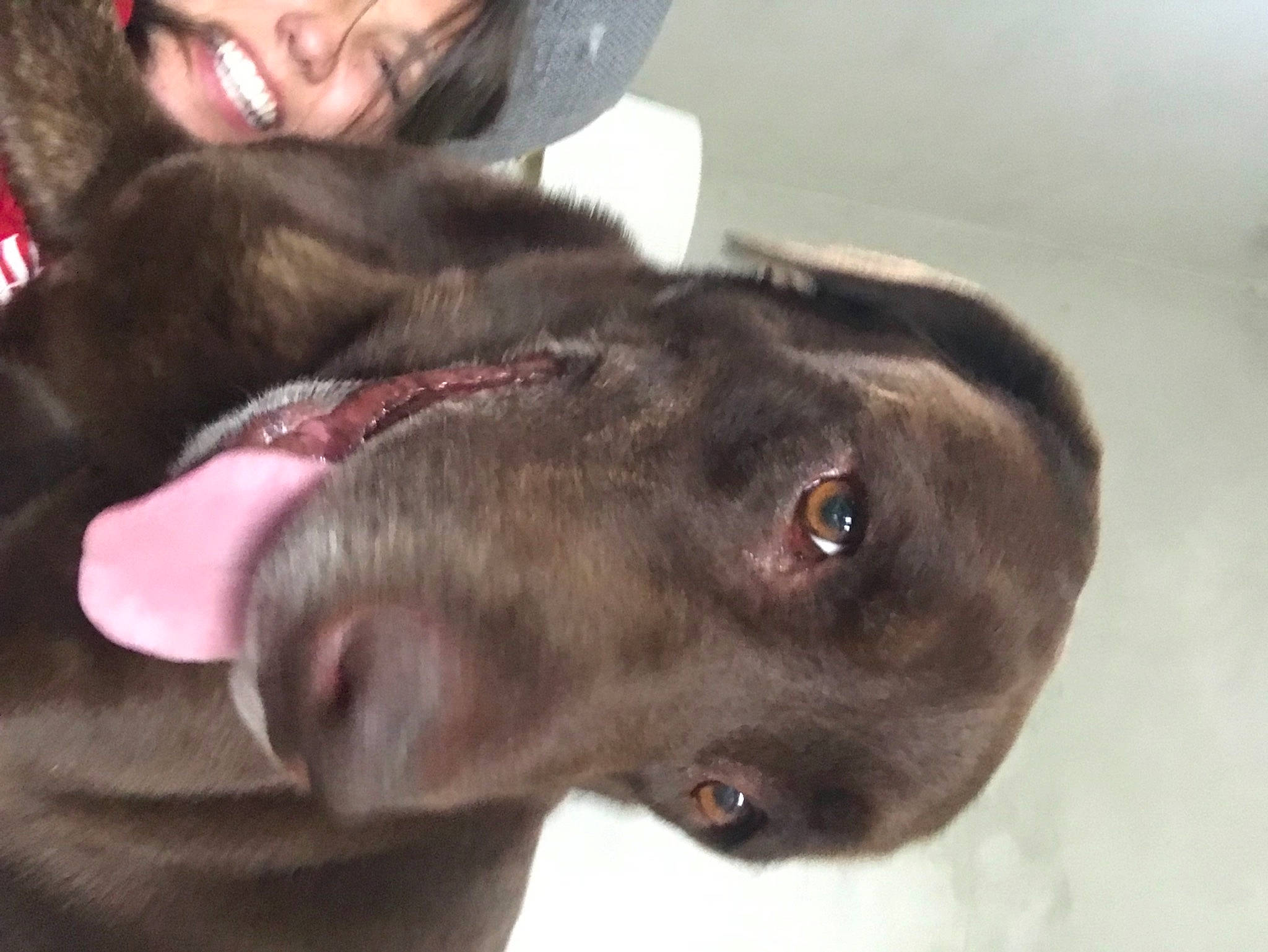 Loula participe au concours pour gagner de l'argent avec cette photo : american_pit_bull_terrier, bandog, canidae, carnivore, dog, dog_breed, ear, fawn, labrador_retriever, mammal, nose, pit_bull, puppy, snout, sporting_group, staffordshire_bull_terrier, vertebrate