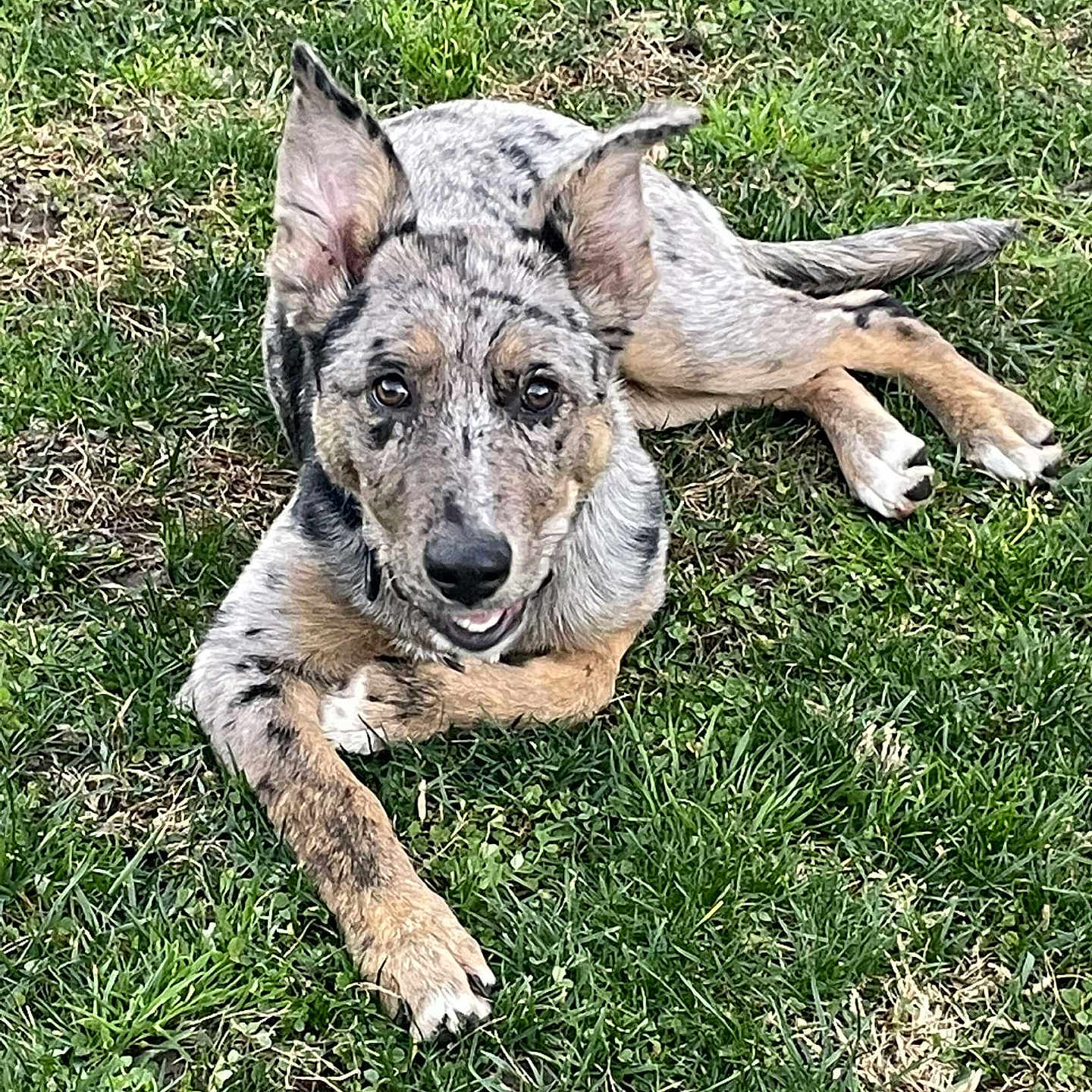 Nelli joined the competition — help win amazing prizes! animal, ball, canine, dog, football, germanshepherd, grass, greatdane, green, hound, lawn, nature, outdoors, pet, plant, puppy, soccer, soccerball, sport, yard