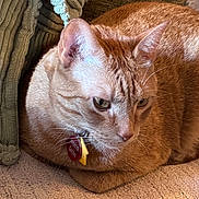 Phred is registered to the contest to win money with this photo: animal, blanket, cat, closeup, collar, cozy, ears, feline, fur, ginger_cat, home, indoor, pet, pillow, relaxed, resting, sleepy, soft_texture, tag, whiskers