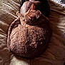 Phred is registered to the contest to win money with this photo: animal, blanket, cat, cats, companion, cozy, curled_up, cute, domestic, feline, fur, indoor, knitted_throw, pet, relaxed, resting, sleeping, soft, sunlight, warm
