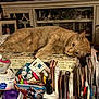 Phred is registered to the contest to win money with this photo: animal, bottle, cat, clutter, container, cozy, desk, furniture, home, indoor, living_room, lounging, notebooks, orange_tabby, paper, pens, photo_frame, relaxing, stationery, television
