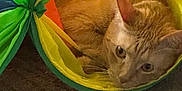 Phred joined the competition — help win amazing prizes! animal, carpet, cat, colorful, cozy, curious, domestic, ears, eyes, feline, floor, fur, home, indoor, orange_tabby, pet, play_tunnel, poster, resting, wall_art