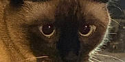 Phoebe is registered to the contest to win money with this photo: animal, black, brown, cat, close_up, curious, decor, domestic_cat, eyes, face, feline, fur, glassware, indoor, pet, portrait, siamese_cat, soft_lighting, table, whiskers