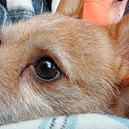 Tito joined the competition — help win amazing prizes! animal, bodypart, canine, chihuahua, cockerspaniel, couch, dog, ear, furniture, goldenretriever, homedecor, hound, linen, papillon, pet, poodle, puppy, snout, terrier, whitedog