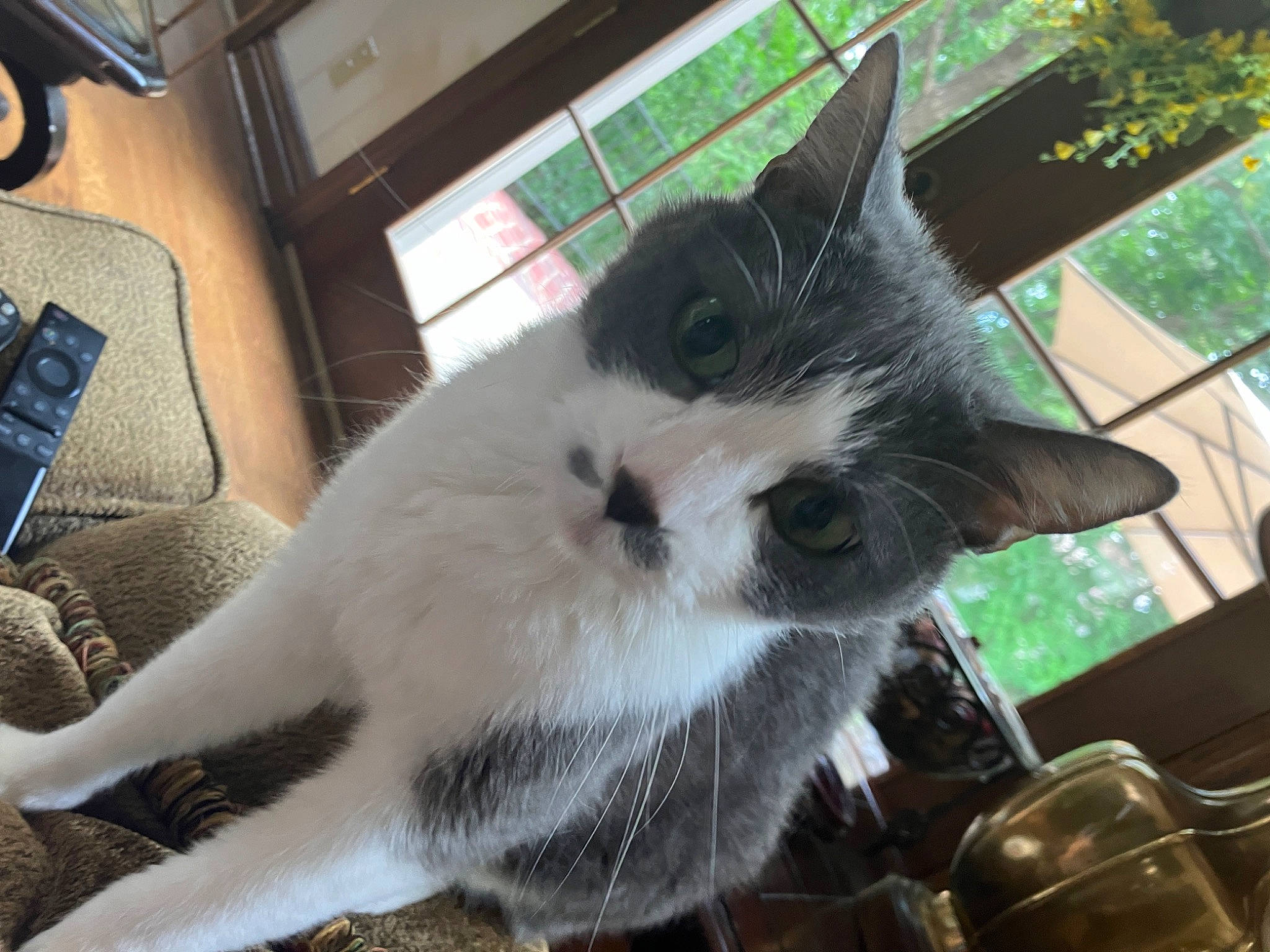 Georgia is registered to the contest to win money with this photo: animal_shelter, carnivore, cat, cat_supply, claw, domestic_short_haired_cat, felidae, fur, kitchen_utensil, paw, plant, small_to_medium_sized_cats, snout, tableware, tail, whiskers