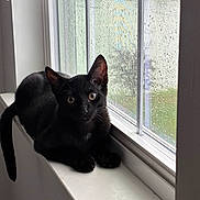 Apollo is registered to the contest to win money with this photo: black_cat, cat, windowsill, window, rain, raindrops, indoor, pet, animal, feline, curious, looking, sitting, side_view, white_surface, glass, daylight, cozy, house, young_cat