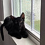 black_cat, cat, windowsill, window, rain, raindrops, indoor, pet, animal, feline, curious, looking, sitting, side_view, white_surface, glass, daylight, cozy, house, young_cat