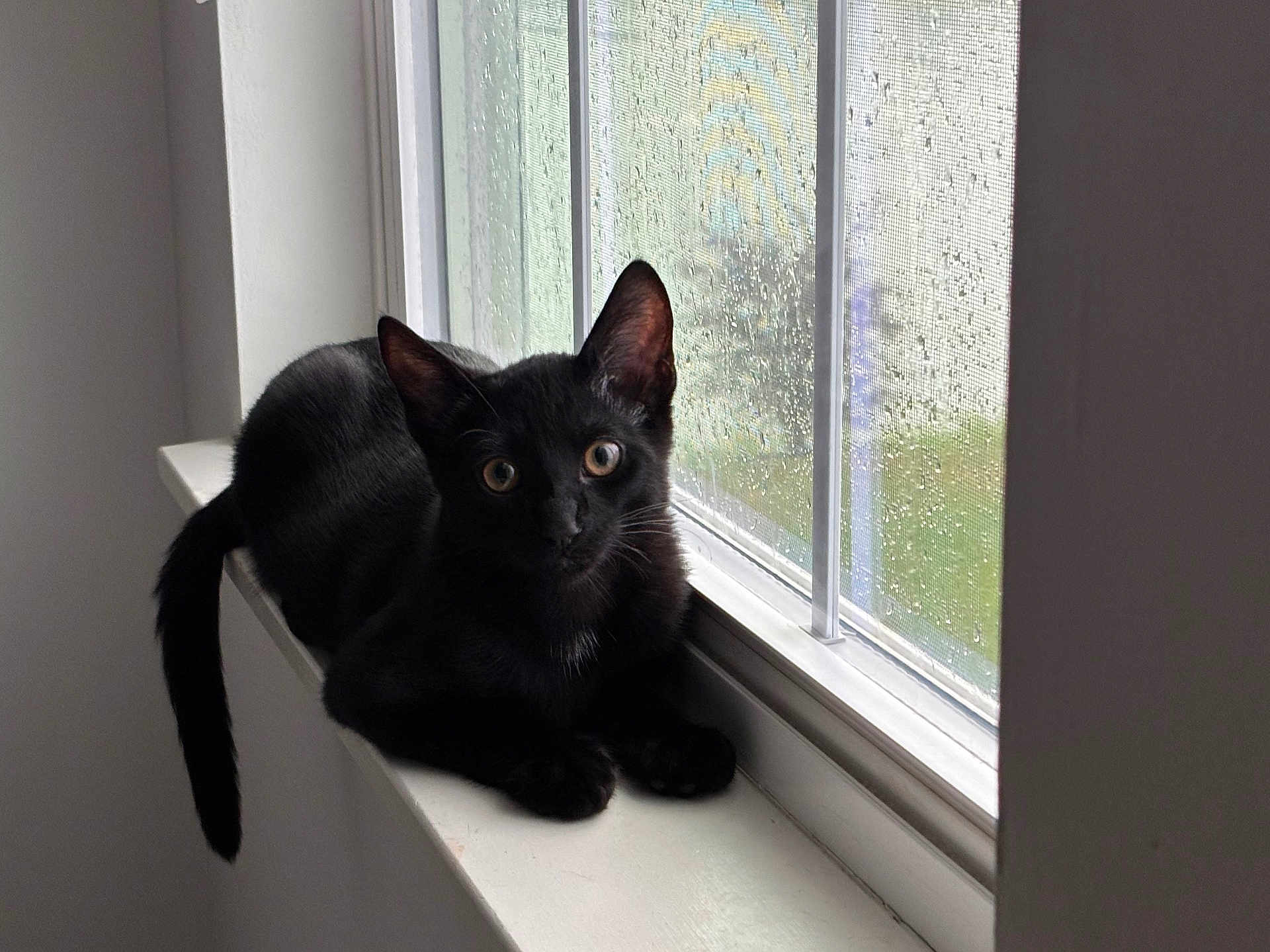 Apollo