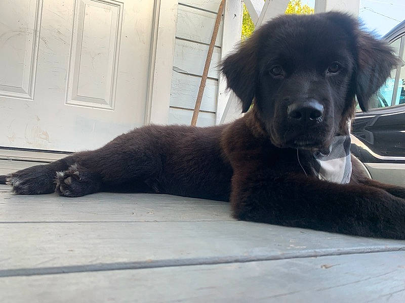 Bruce is registered to the contest to win money with this photo: borador, canidae, carnivore, comfort, companion_dog, dog, dog_breed, door, flooring, fur, hardwood, leonberger, liver, retriever, snout, sporting_group, terrestrial_animal, whiskers, wood, working_animal