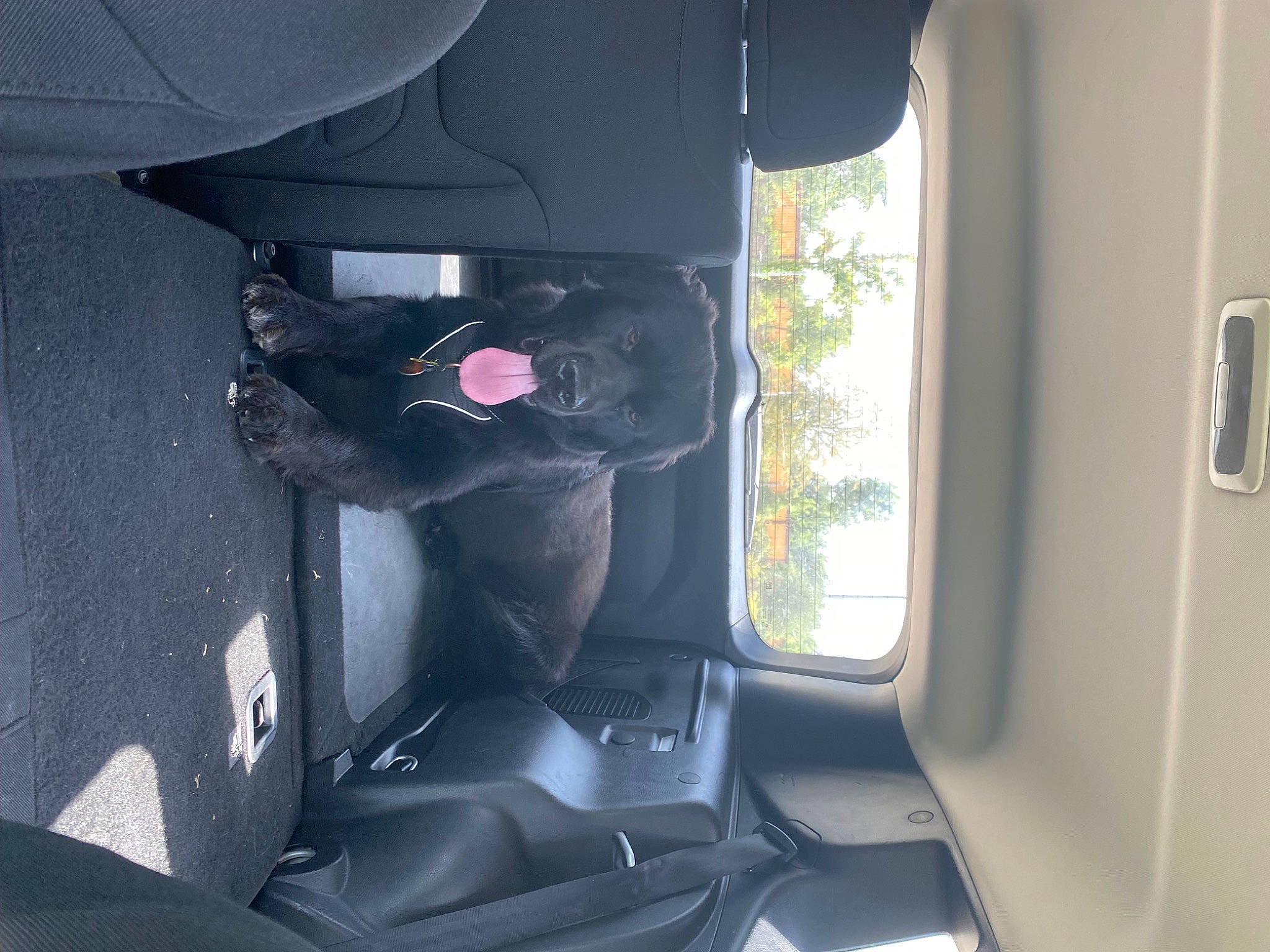 Bruce joined the competition — help win amazing prizes! auto_part, automotive_design, automotive_exterior, automotive_lighting, automotive_wheel_system, automotive_window_part, car, car_seat, car_seat_cover, family_car, fixture, head_restraint, luxury_vehicle, motor_vehicle, personal_luxury_car, plant, tints_and_shades, vehicle, vehicle_door, window