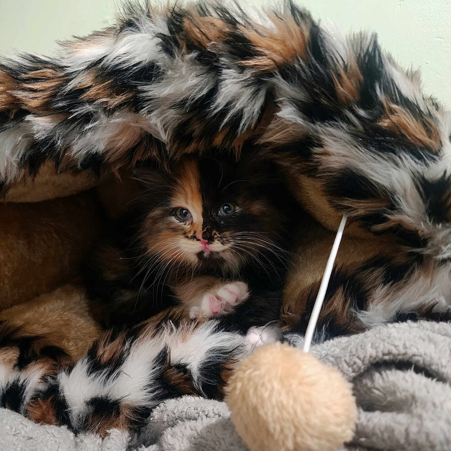 Suri is registered to the contest to win money with this photo: animal, blanket, calico, cat, comfortable, cozy, cute, fur, furry, hiding, indoor, kitten, paw, pet, playful, resting, small, snug, soft, warm