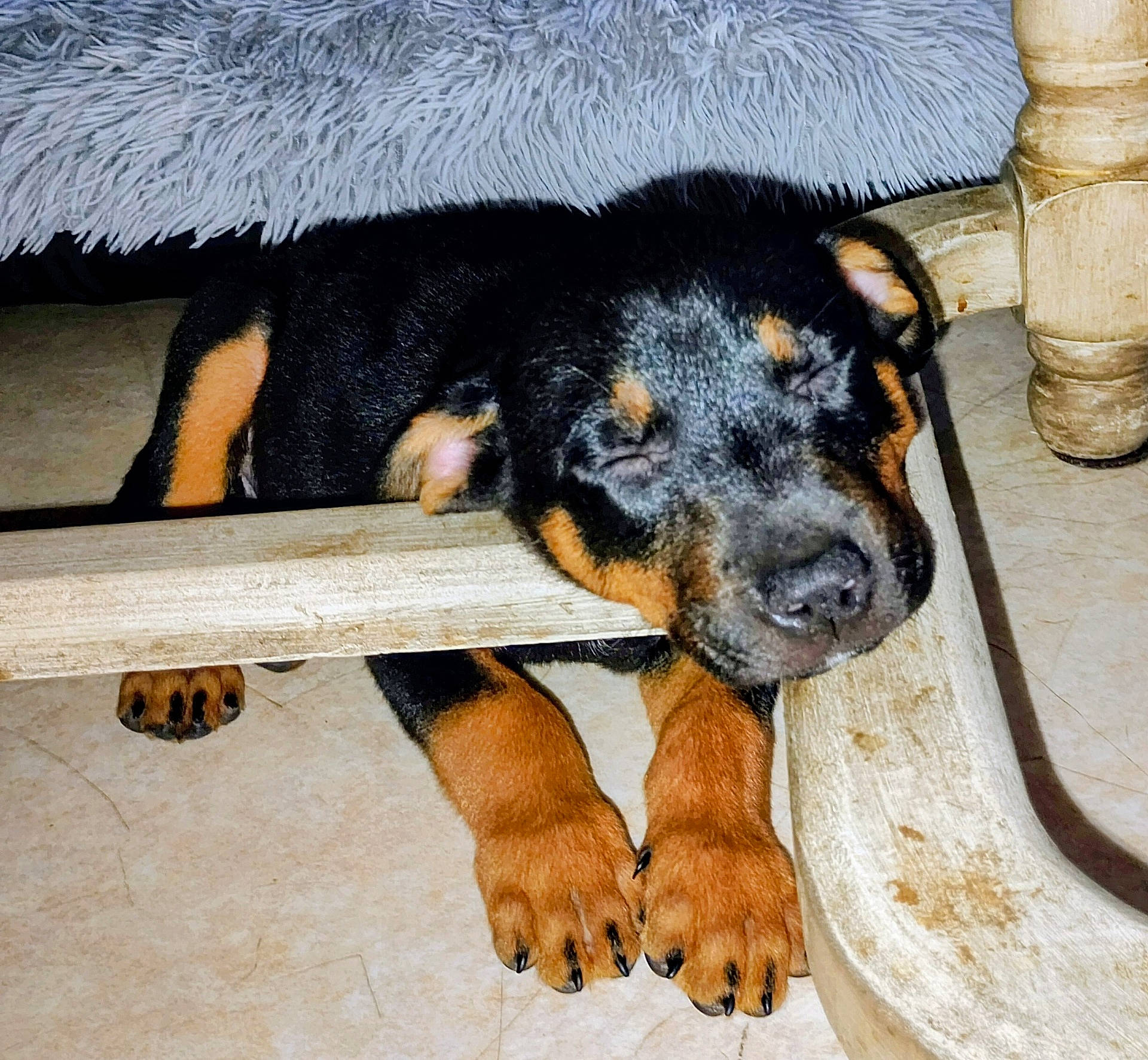 Moshi a rejoint le concours — aidez-le/la à gagner de superbes lots ! animal, black_and_tan, chair, claws, closed_eyes, cute, dog, face, flash_photography, funny_pose, indoor, paws, pet, portrait, puppy, resting, sleeping, snout, tile_floor, wooden_furniture