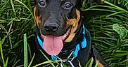 Moshi participe au concours pour gagner de l'argent avec cette photo : alert, animal, black_and_tan, blue_collar, canine, close_up, collar, dog, floppy_ears, grass, greenery, happy, nature, outdoors, panting, pet, portrait, puppy, sitting, tongue_out
