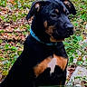 Moshi participe au concours pour gagner de l'argent avec cette photo : alert, animal, black_and_tan, black_fur, blue_collar, canine, closeup, collar, dog, forest, grass, leaves, nature, outdoors, pet, portrait, puppy, short_hair, sitting, woodland