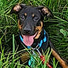 animal, black_and_tan, blue_collar, canine, closeup, collar, dog, floppy_ears, grass, greenery, happy, looking_at_camera, nature, outdoors, park, pet, portrait, puppy, sitting, tongue_out