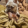 Jasmine joined the competition — help win amazing prizes! french_bulldog, dog, pet, animal, blanket, chew_toy, indoors, cozy, nap_time, fur, ears, paw, snout, brown, beige, texture, comfort, rest, cute, companion