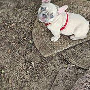Jasmine is registered to the contest to win money with this photo: dog, puppy, french_bulldog, blue_eyes, red_harness, outdoor, mat, dirt, twigs, curious, sitting, close_up, pet, animal, cute, small_dog, looking_up, nature, ground, young_dog