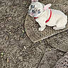 dog, puppy, french_bulldog, blue_eyes, red_harness, outdoor, mat, dirt, twigs, curious, sitting, close_up, pet, animal, cute, small_dog, looking_up, nature, ground, young_dog
