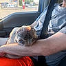 Jasmine joined the competition — help win amazing prizes! dog, person, arm, car_interior, seatbelt, gray_shirt, orange_pants, window, gas_station, upside_down, pet, relaxed, canine, daylight, human, casual_clothing, resting, companion, road_trip, transportation
