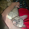 dog, french_bulldog, sleeping, person, arm, pajama_pants, space_pattern, red_shirt, couch, indoor, cozy, sunlight, pet, resting, close_up, snuggling, relaxation, animal, companion, home